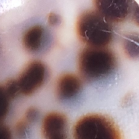 Ronde schelp oorbellen Vieve – kleine statement oorstekers van bruin gevlekt schelp met ivoorwit en goudkleurige steker